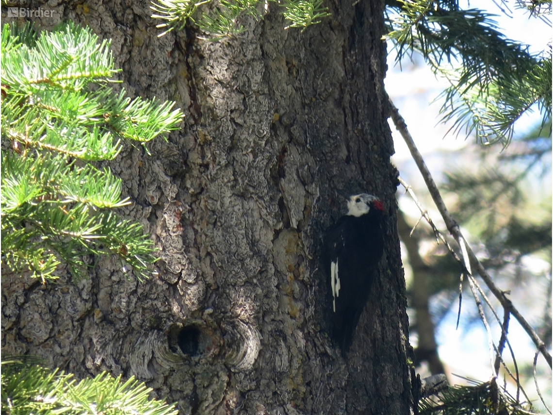 Leuconotopicus albolarvatus