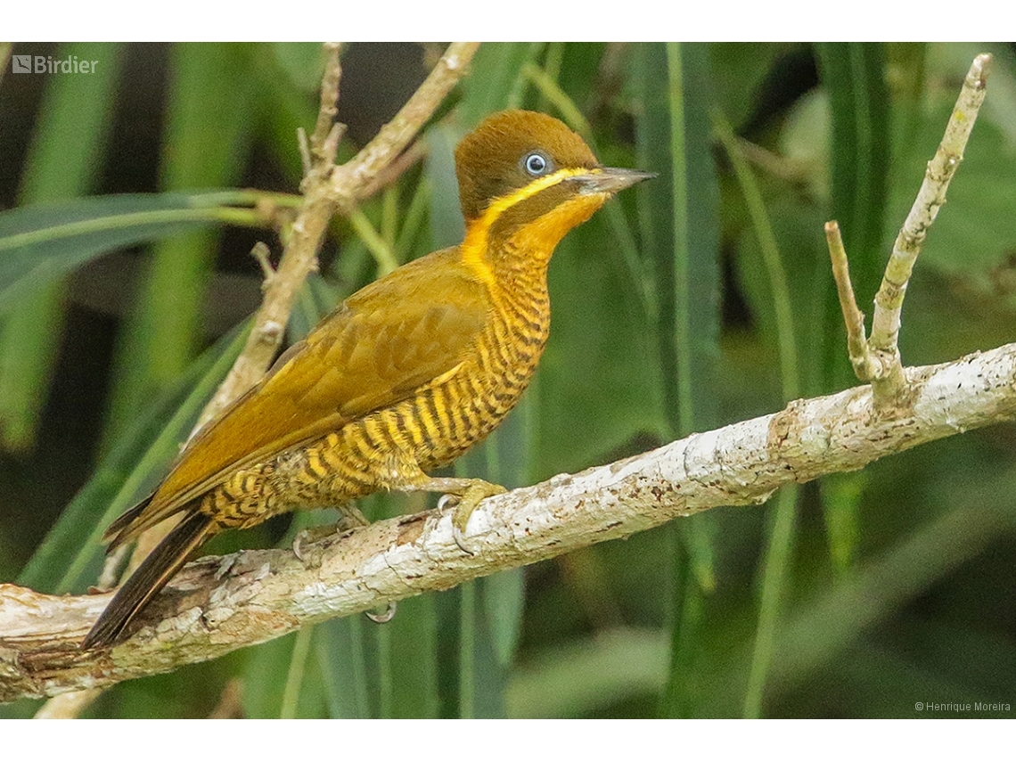 Piculus chrysochloros