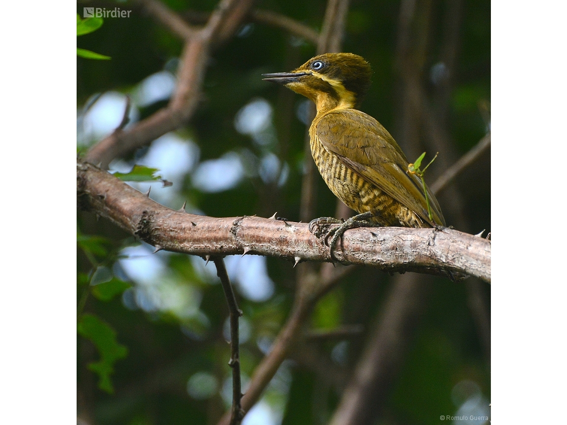 Piculus chrysochloros