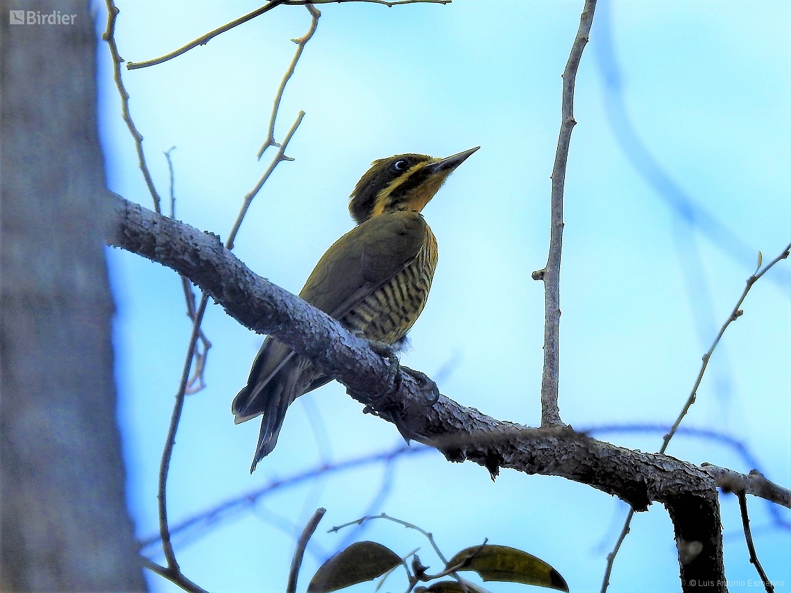 Piculus chrysochloros