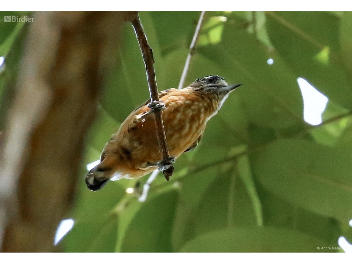 Picumnus limae