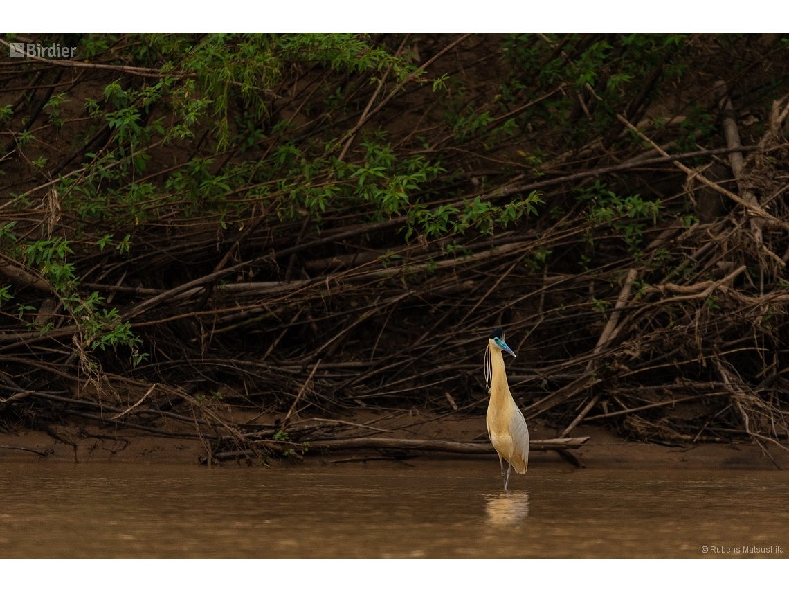 Pilherodius pileatus