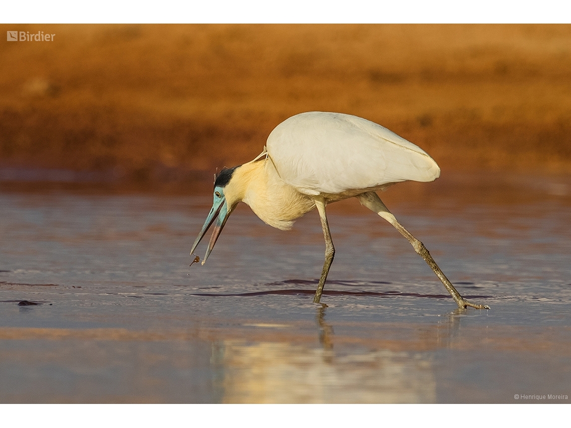 Pilherodius pileatus