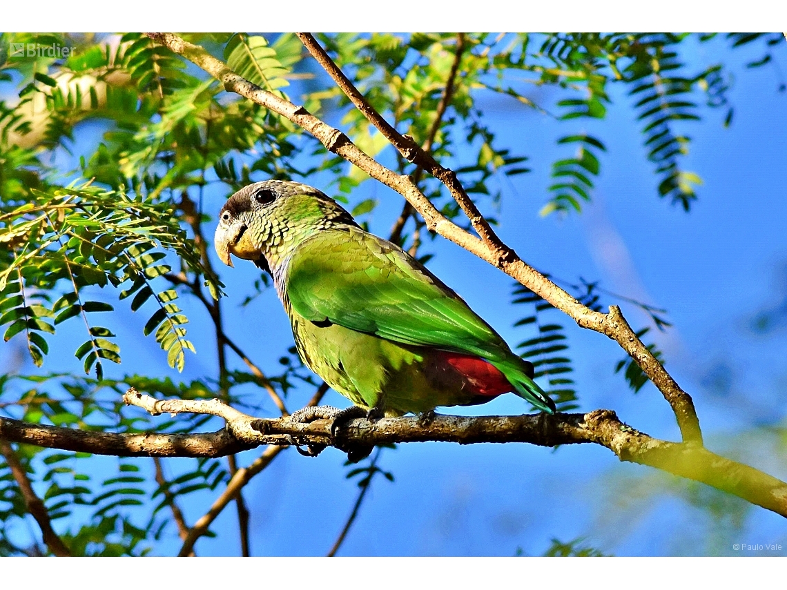 Pionus maximiliani