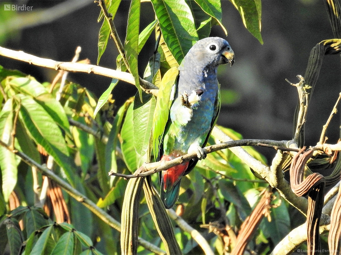 Pionus reichenowi