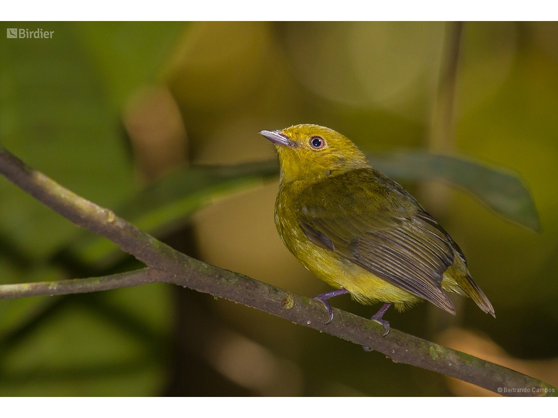 Pipra fasciicauda