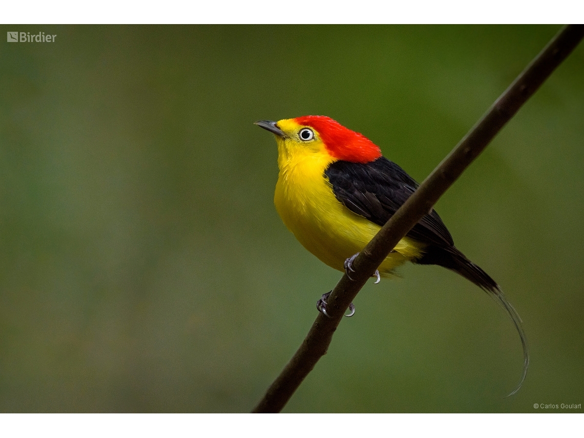 Pipra filicauda