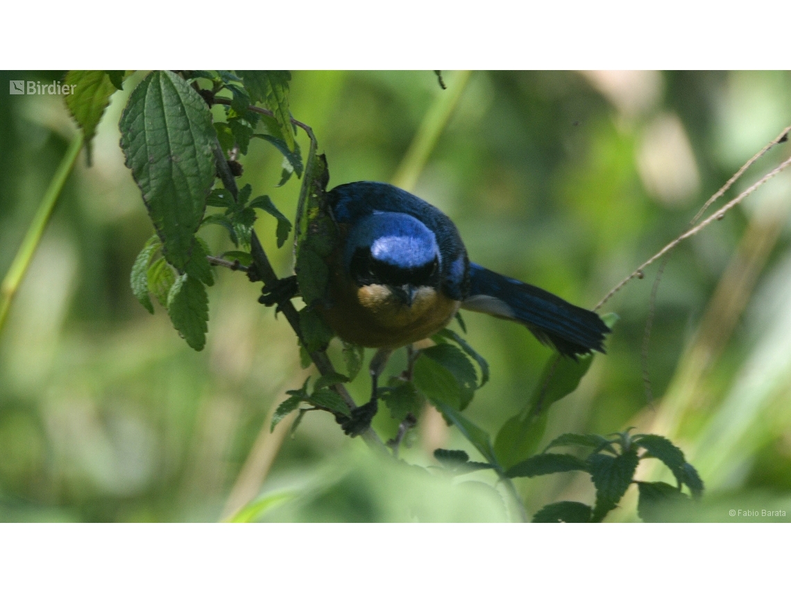 Pipraeidea melanonota