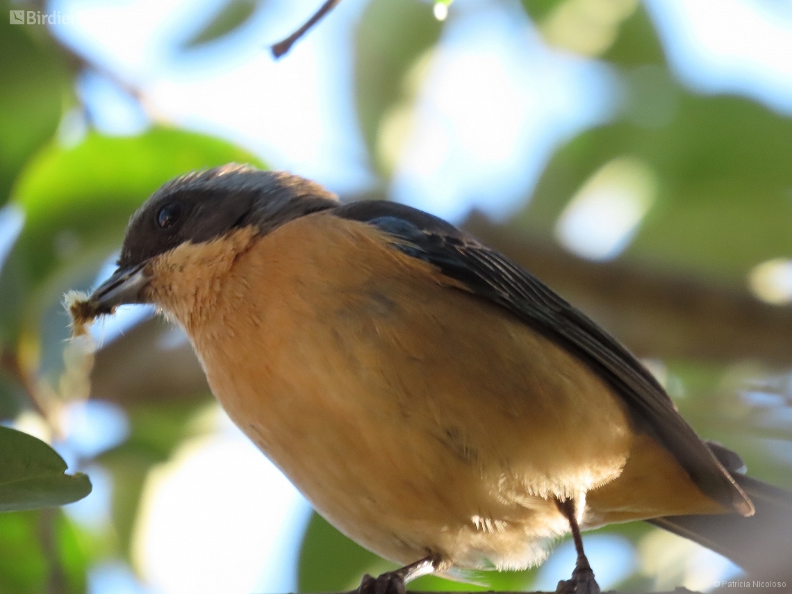 Pipraeidea melanonota