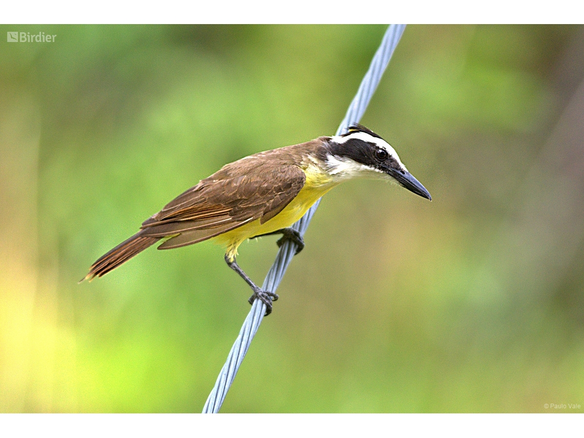 Pitangus sulphuratus