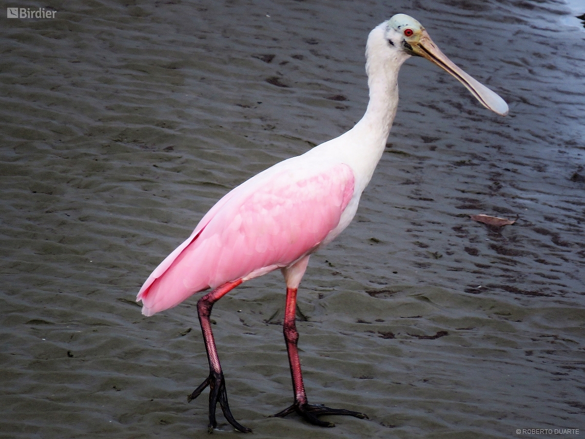 Platalea ajaja