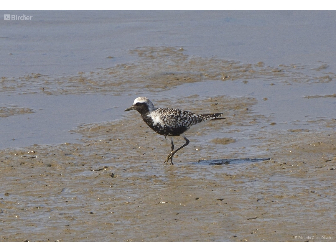 Pluvialis squatarola
