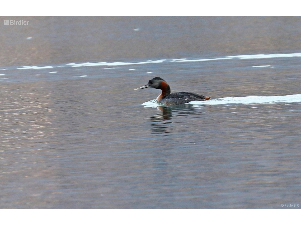 Podiceps major