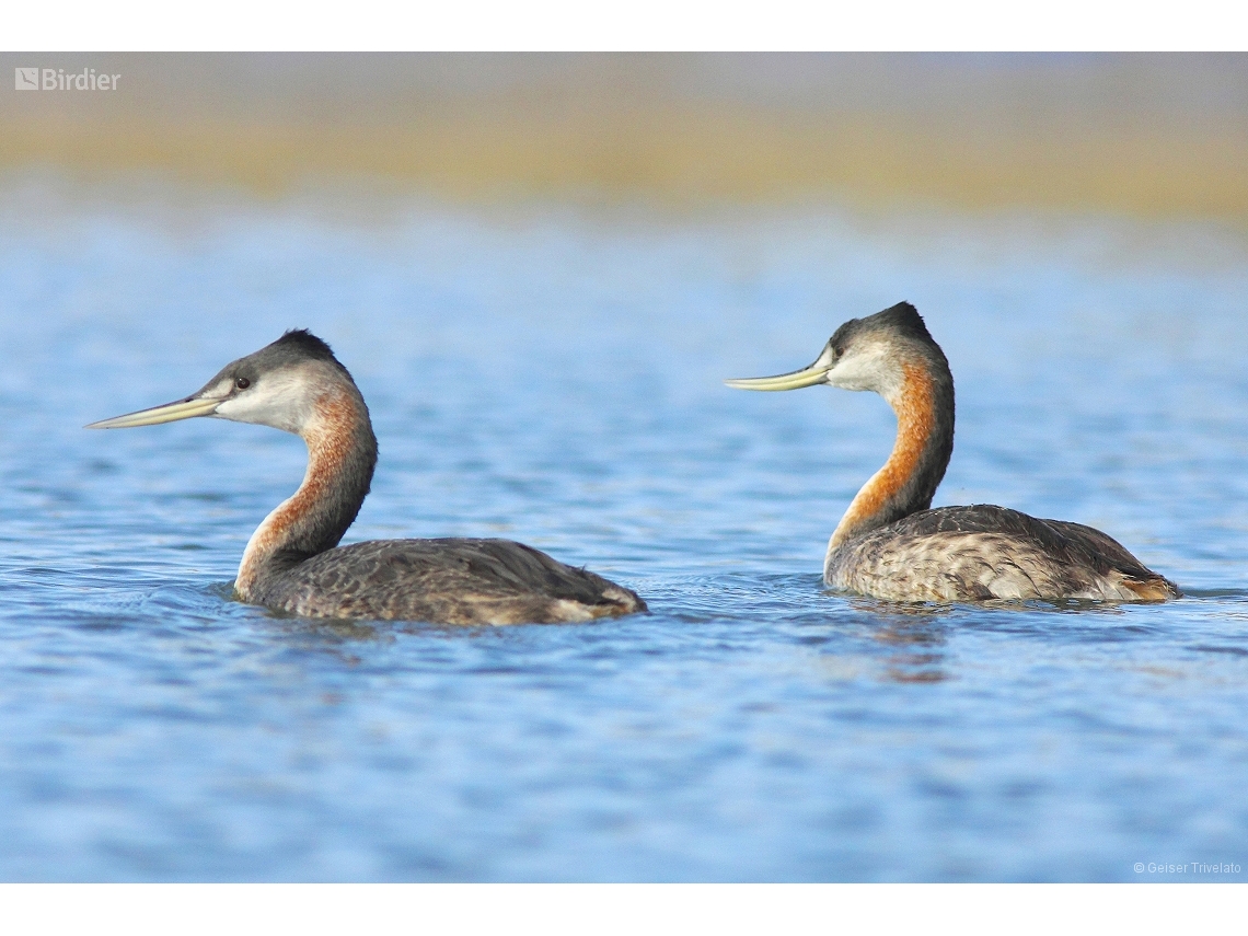 Podiceps major