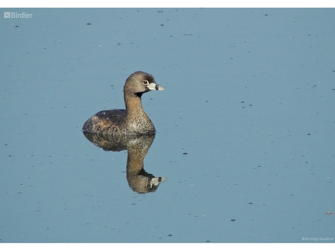 Podilymbus podiceps