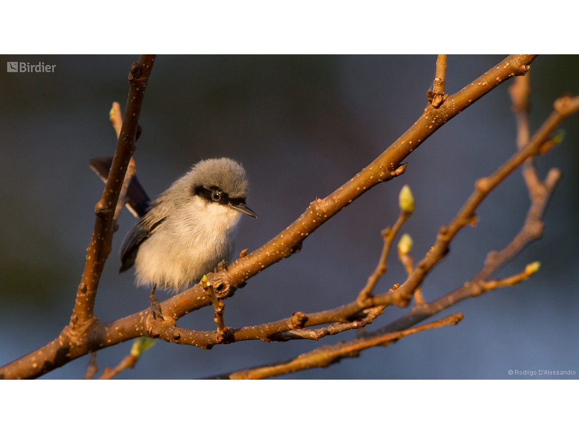 Polioptila dumicola