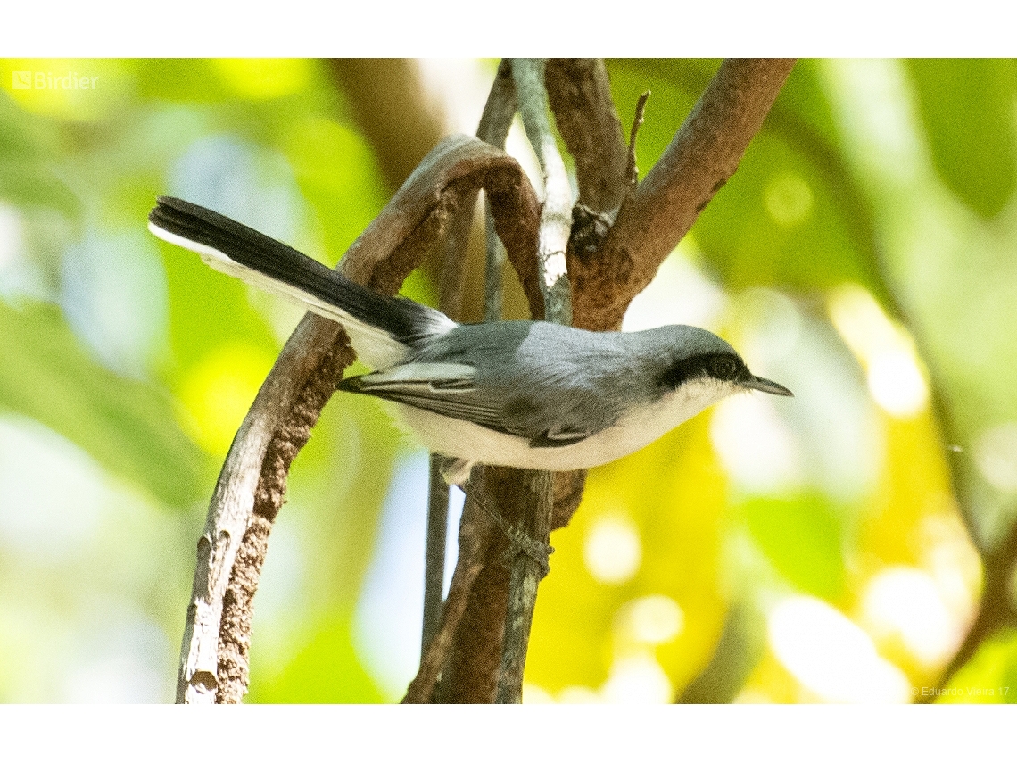 Polioptila dumicola