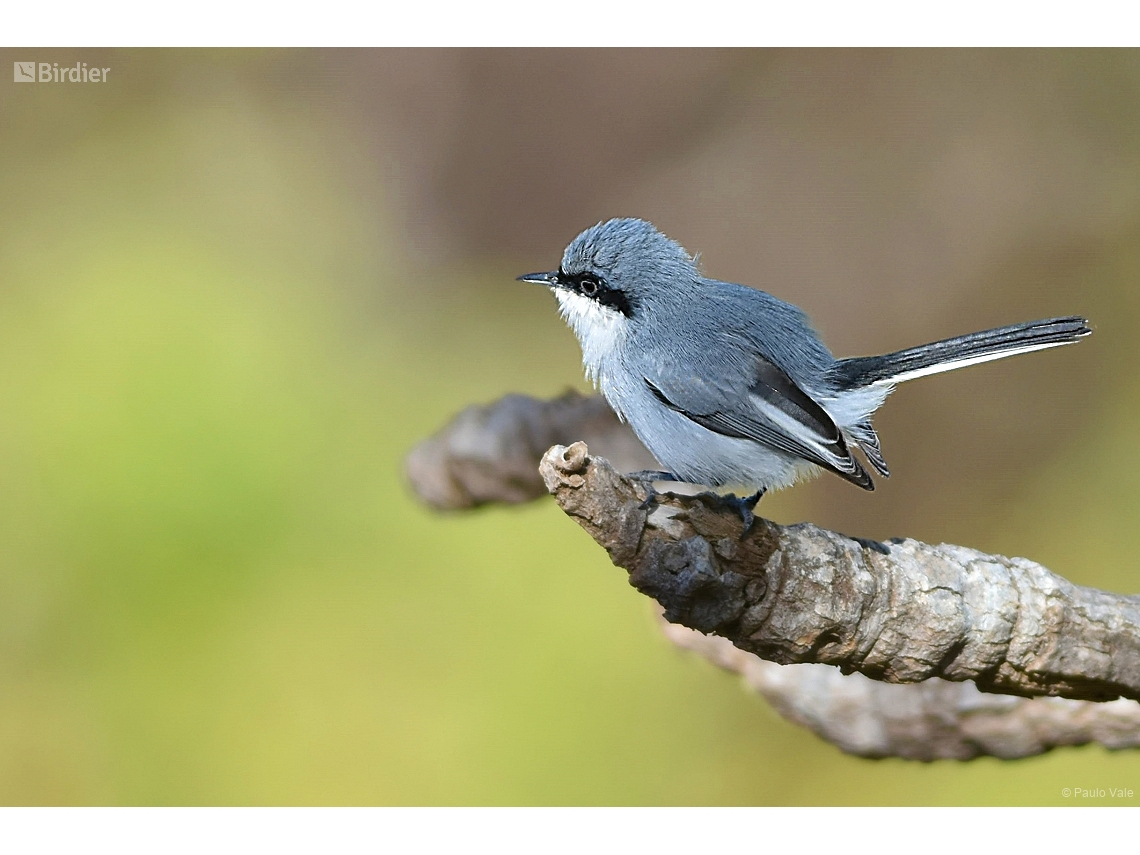 Polioptila dumicola