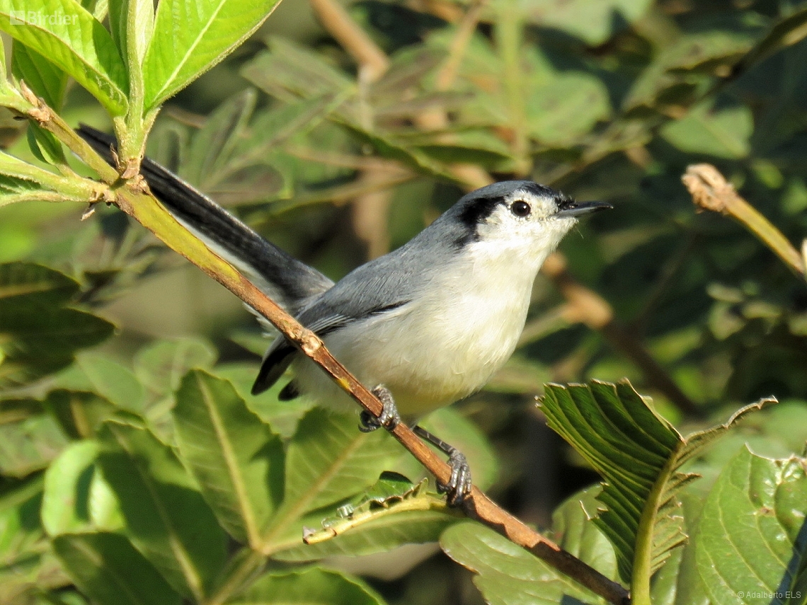 Polioptila lactea