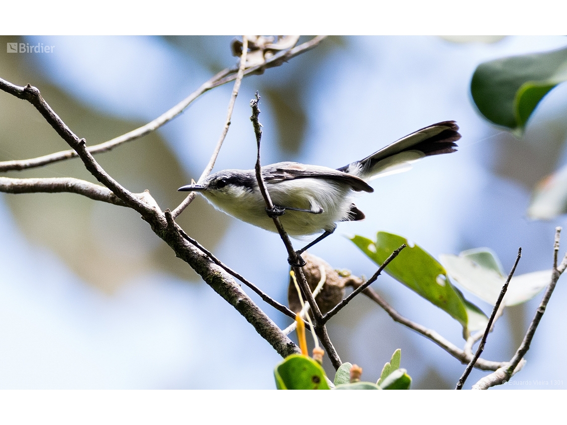 Polioptila atricapilla