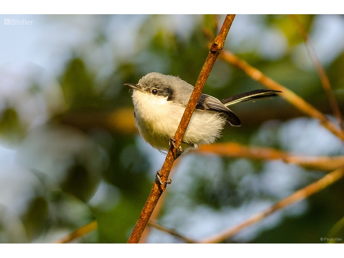 Polioptila atricapilla
