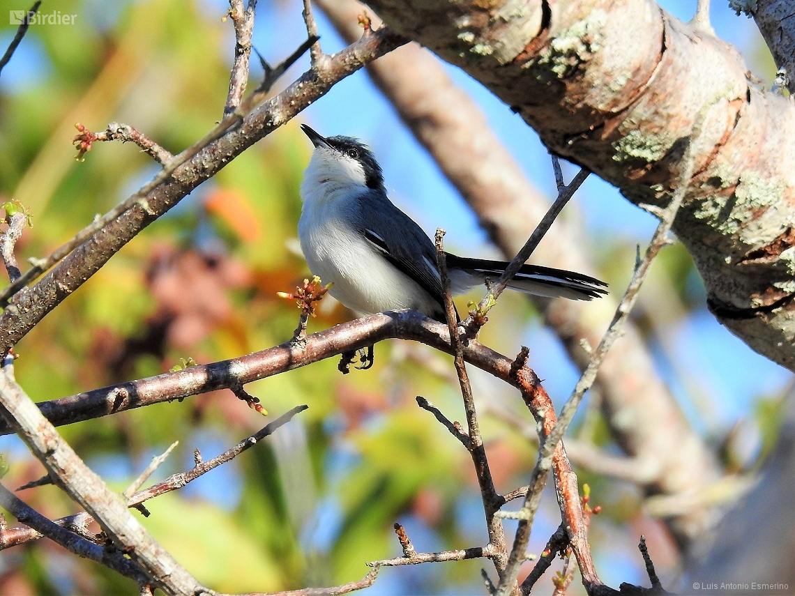 Polioptila atricapilla