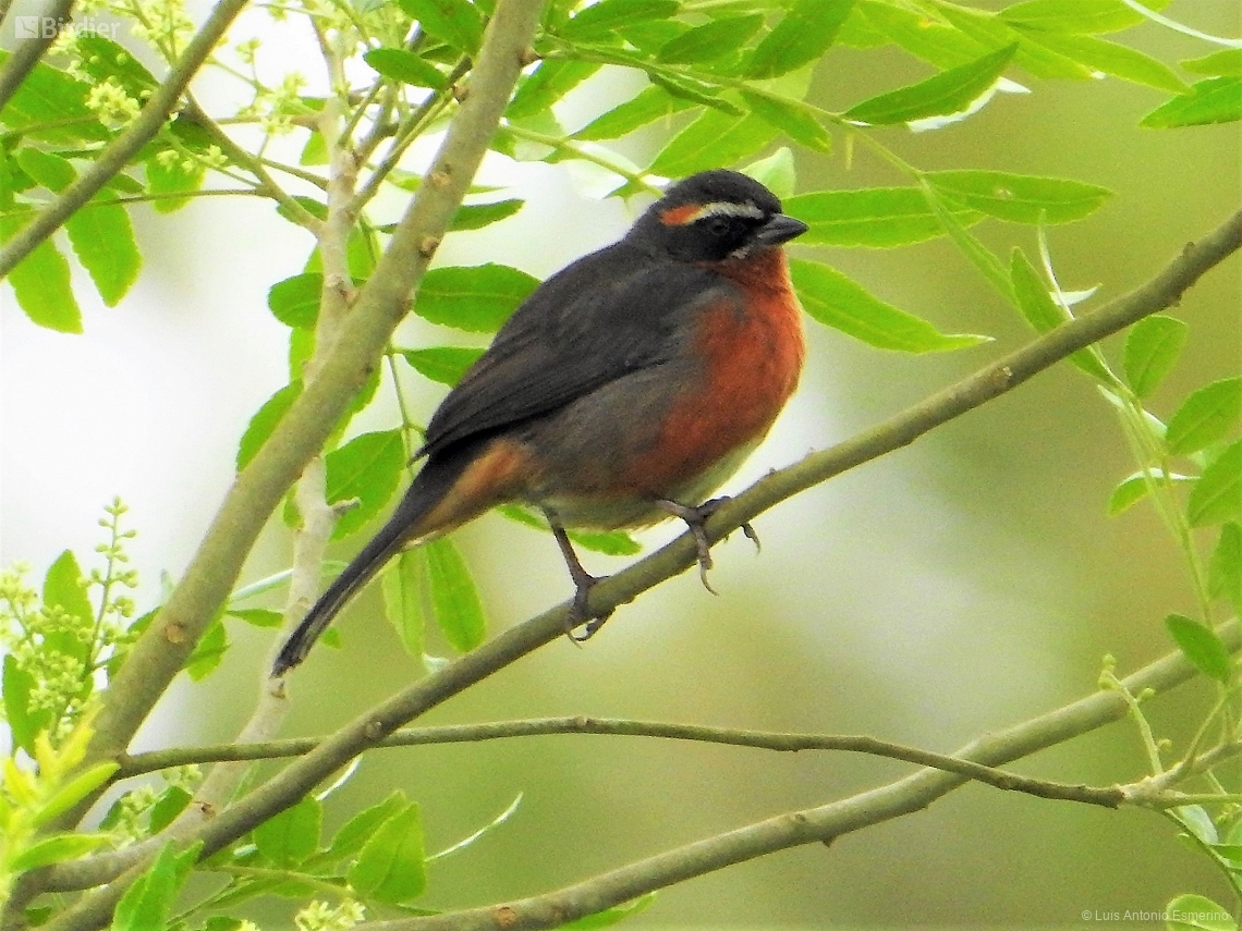 Poospiza nigrorufa