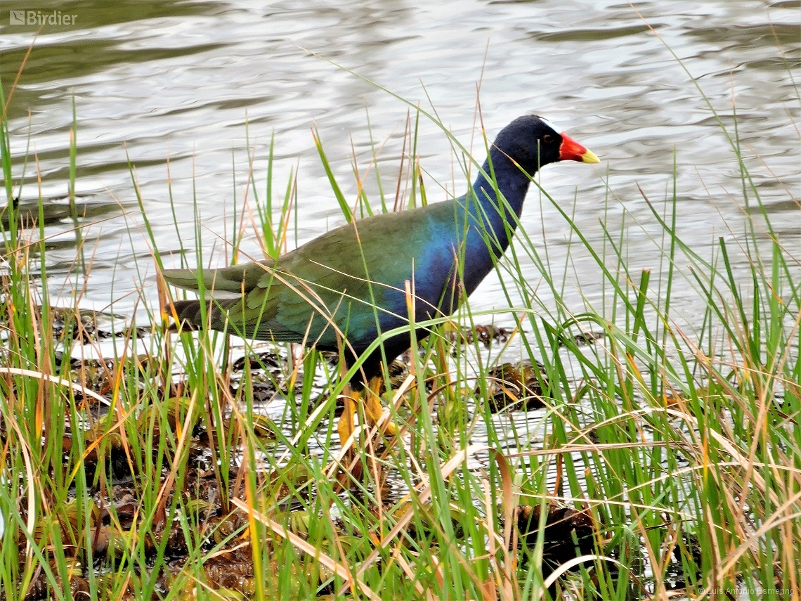 Porphyrio martinica