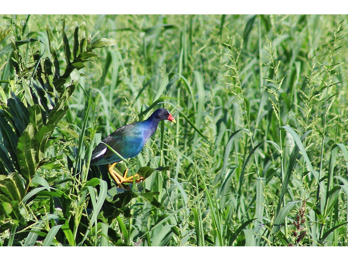 Porphyrio martinica