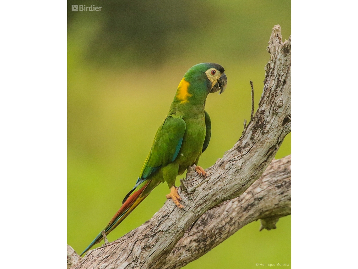 Primolius auricollis