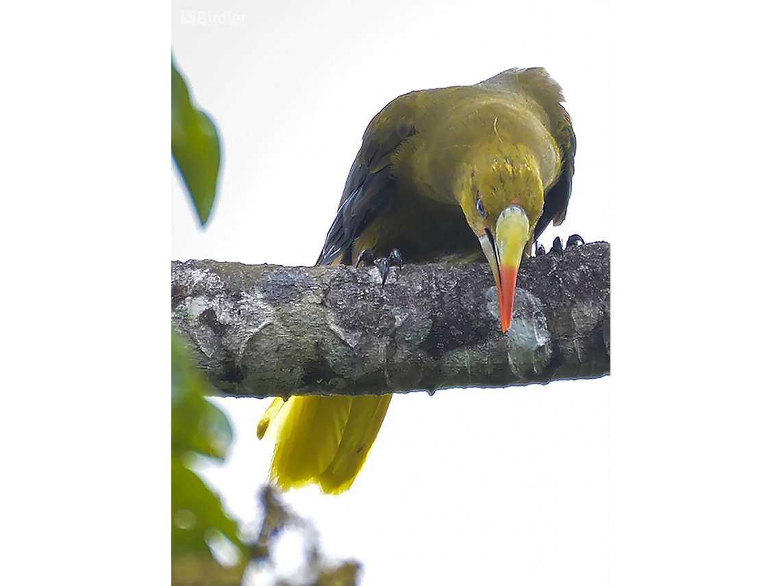 Psarocolius viridis