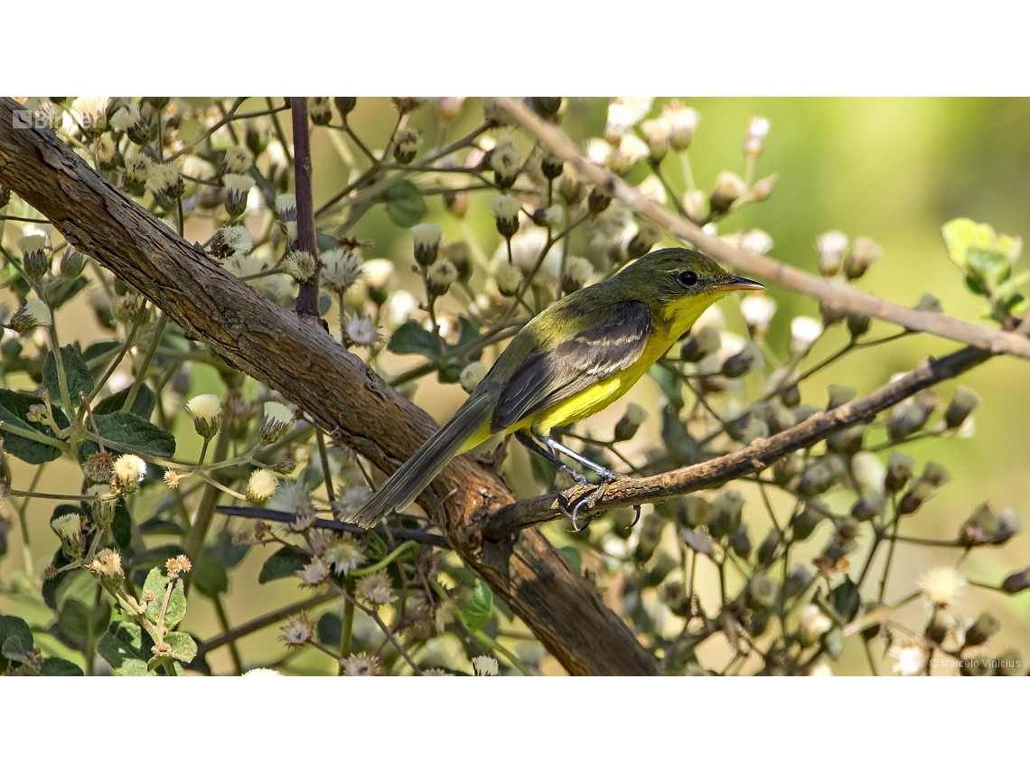 Pseudocolopteryx acutipennis