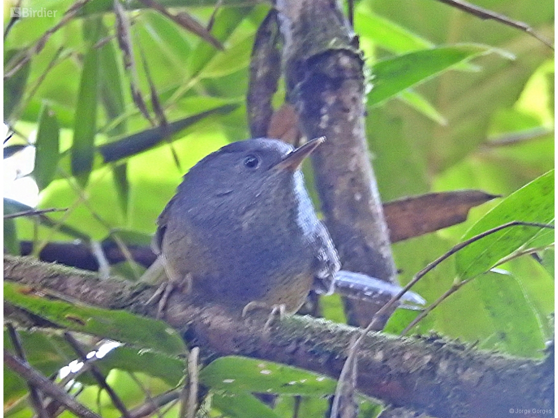 Psilorhamphus guttatus