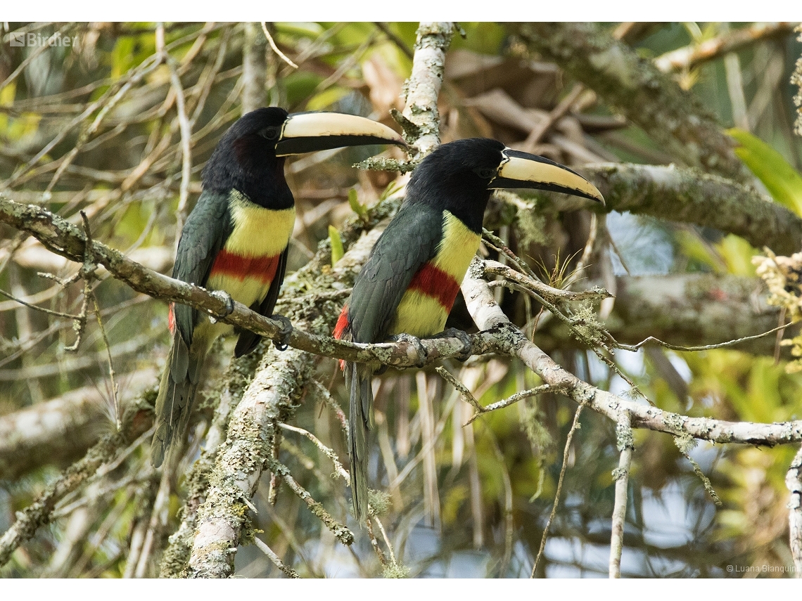 Pteroglossus aracari
