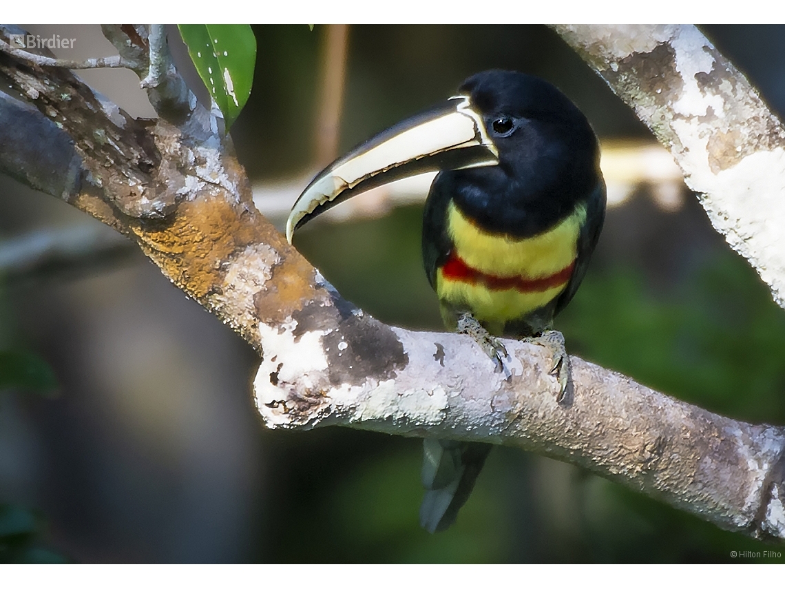 Pteroglossus aracari