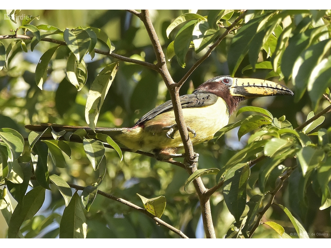 Pteroglossus inscriptus