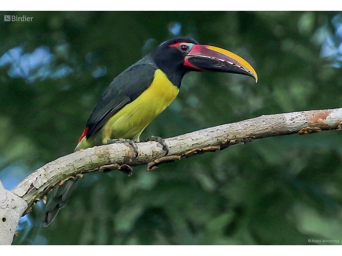 Pteroglossus viridis