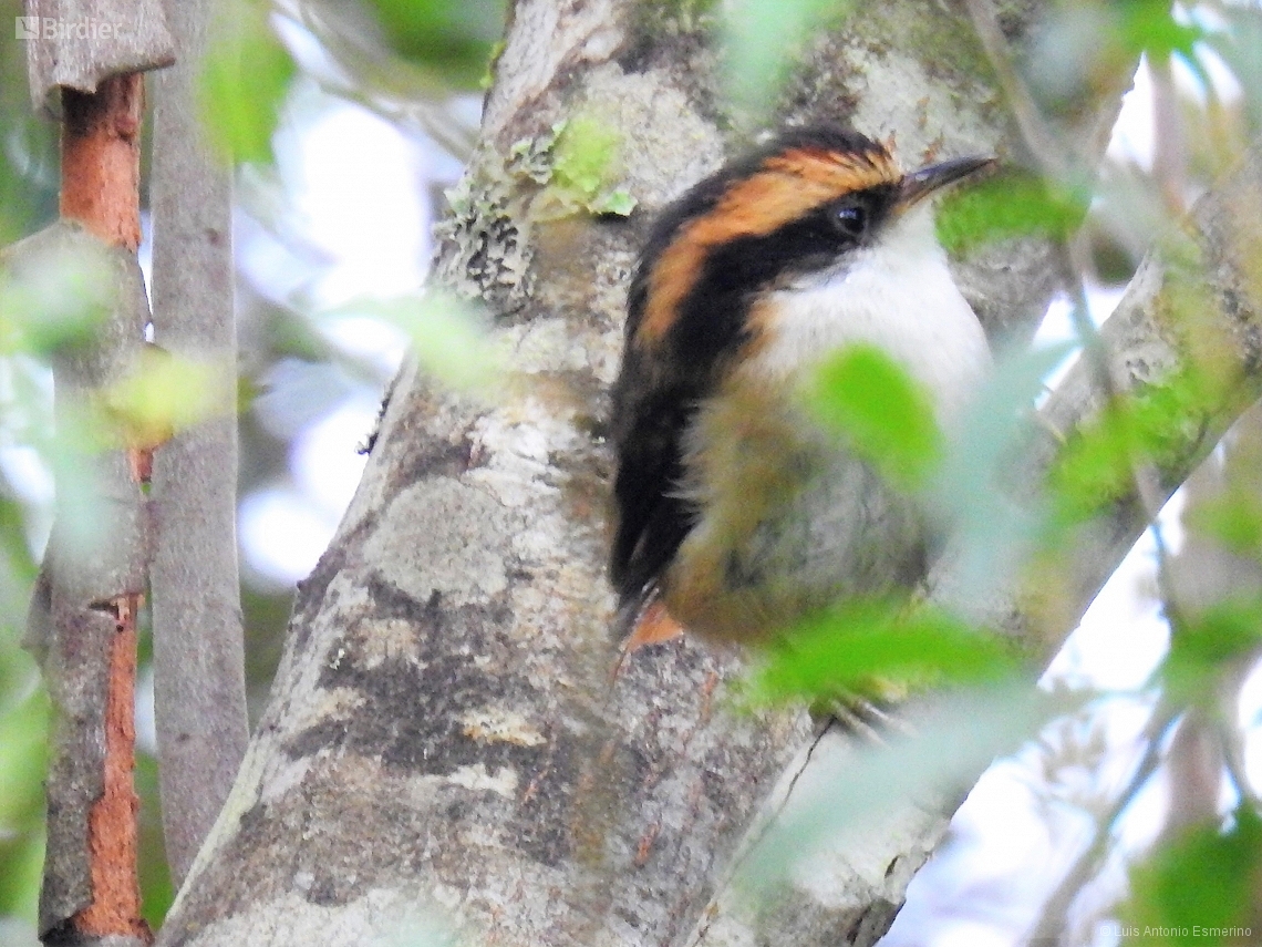 Pygarrhichas albogularis