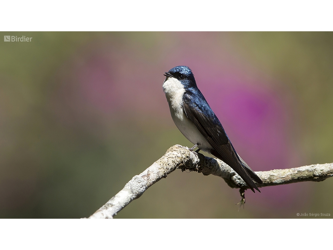 Pygochelidon cyanoleuca