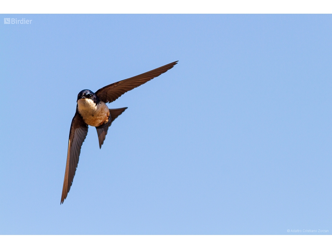 Pygochelidon cyanoleuca