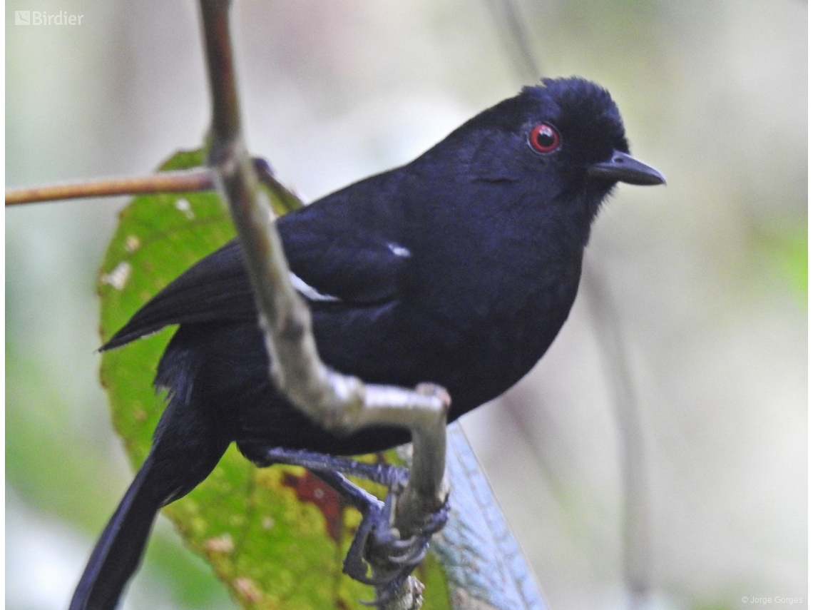 Pyriglena leucoptera