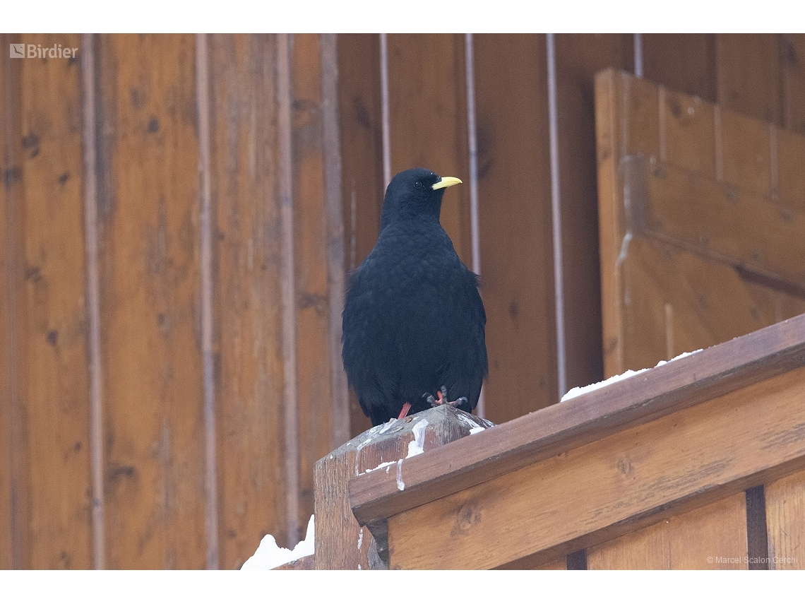 Pyrrhocorax graculus