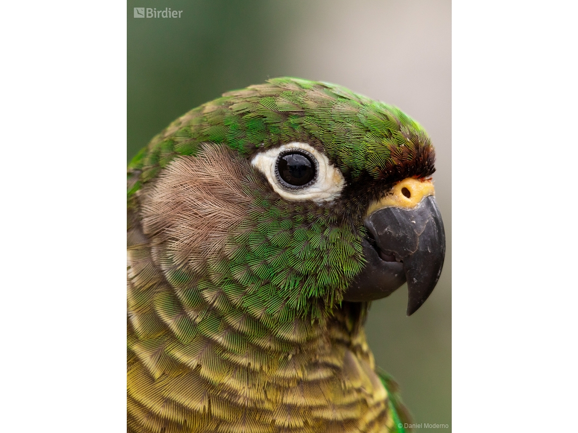 Pyrrhura frontalis