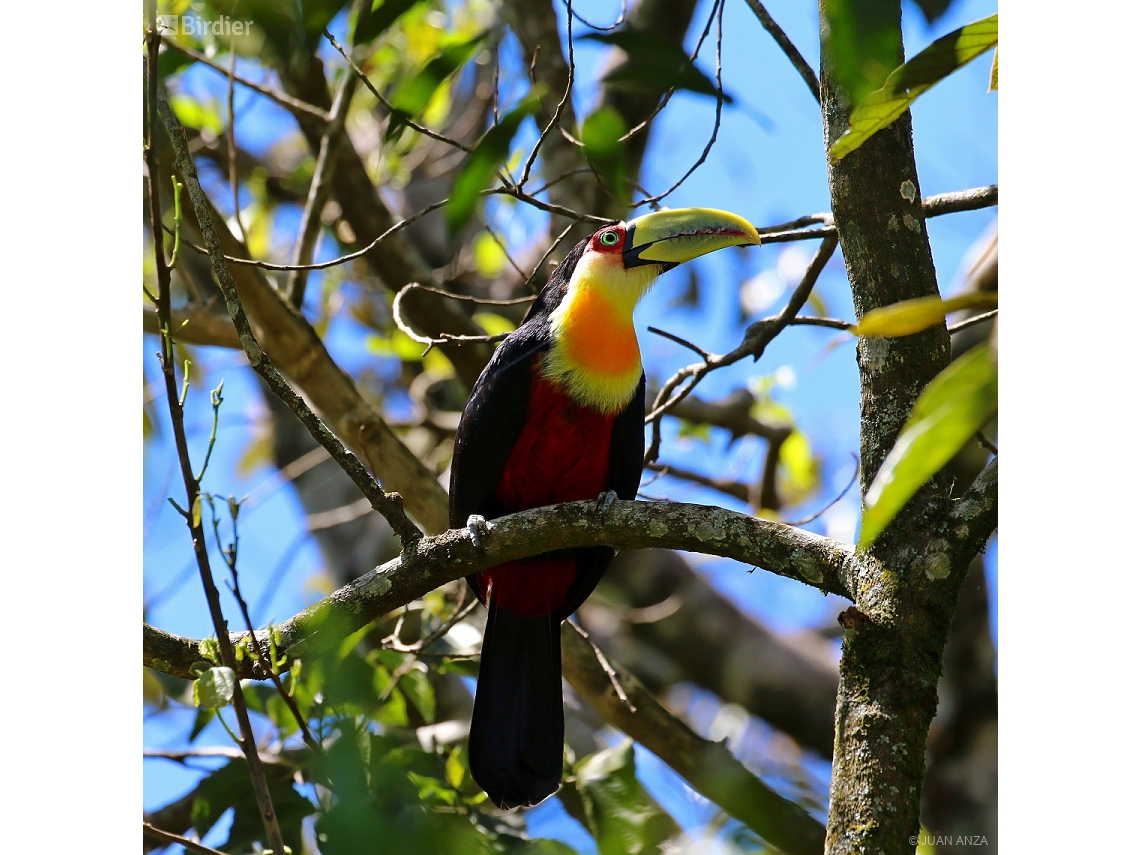 Ramphastos dicolorus