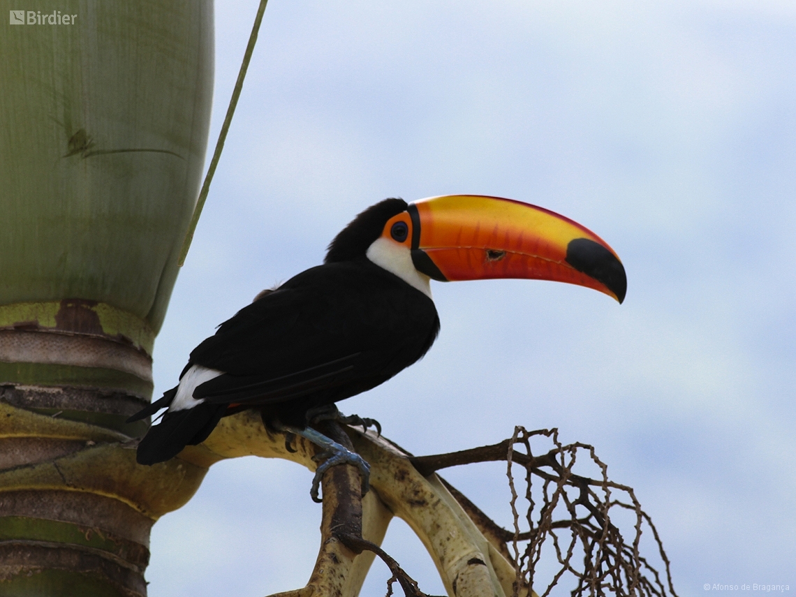 Ramphastos toco