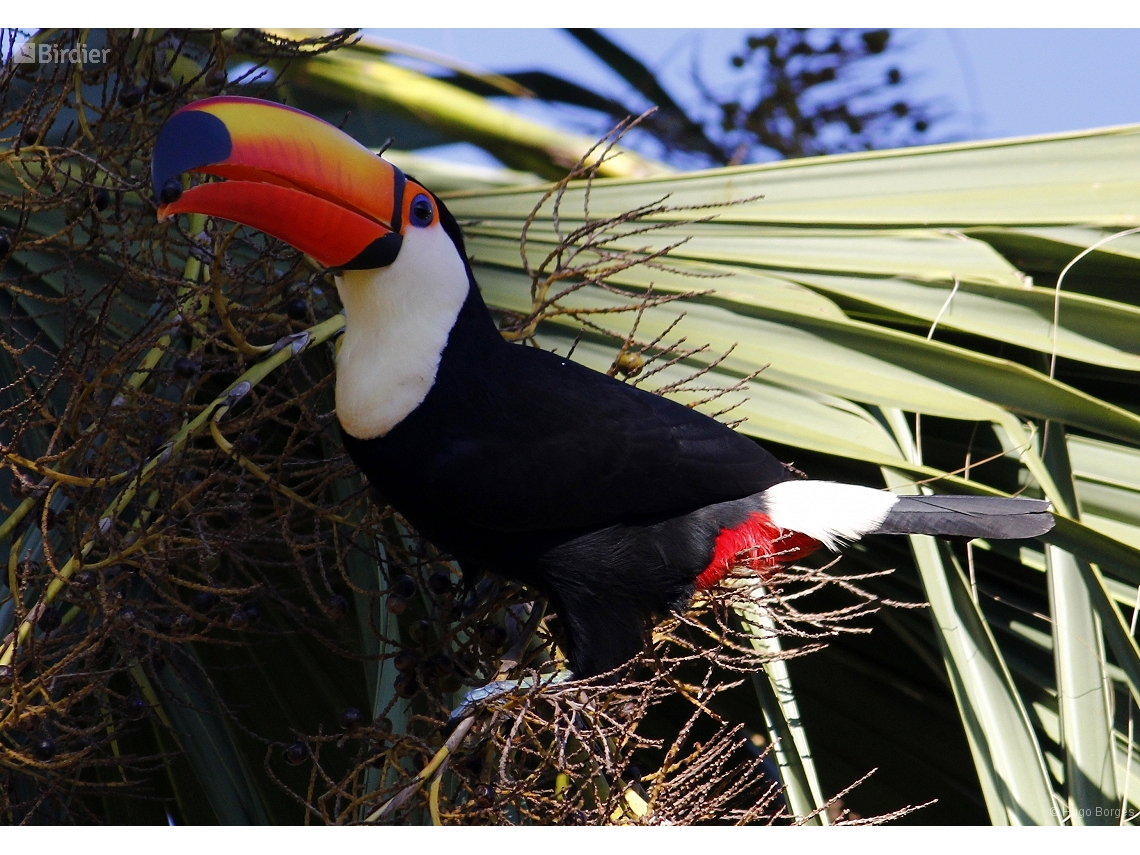 Ramphastos toco