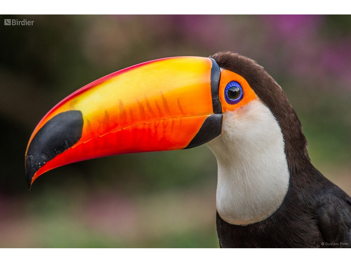 Ramphastos toco