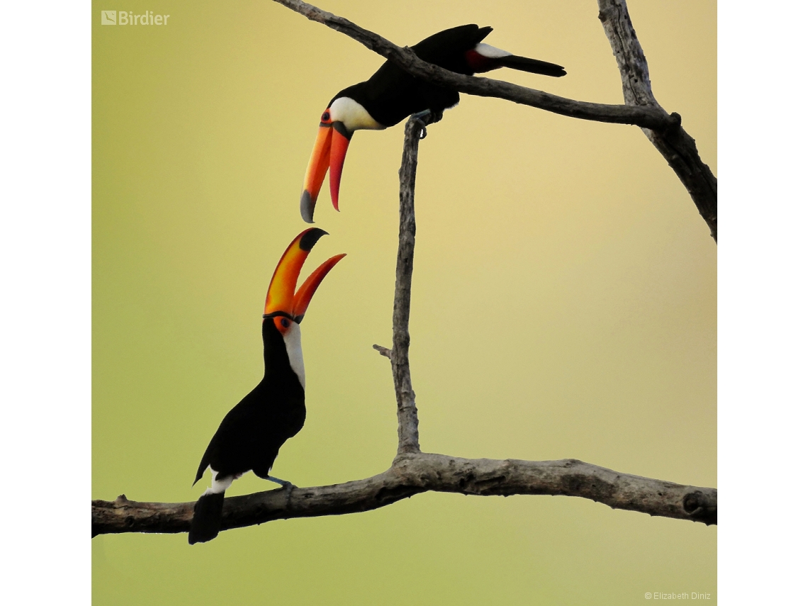 Ramphastos toco