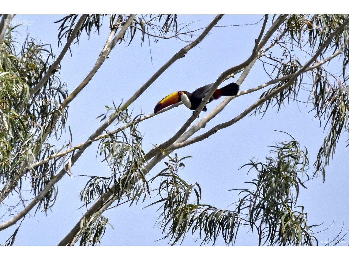 Ramphastos toco