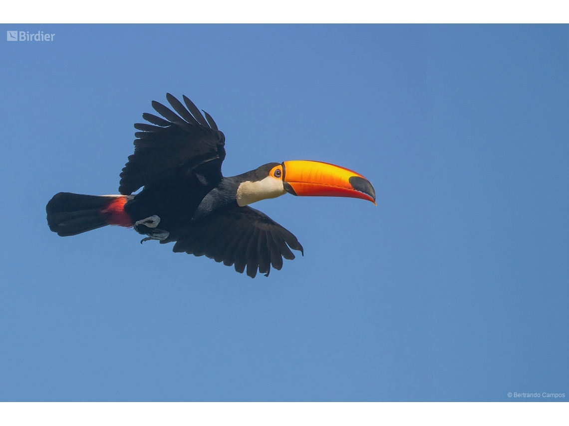 Ramphastos toco